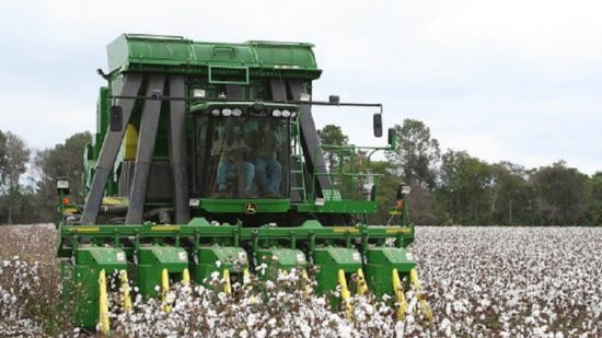 Crop Progress Notes for Cotton – November 4