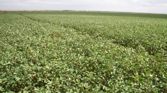 Intrepid Trio: Naturally Balanced Nutrition in Every Granule