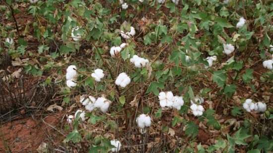 Crop Progress Notes from September 9