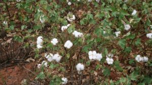 Cotton Highlights from October WASDE Report