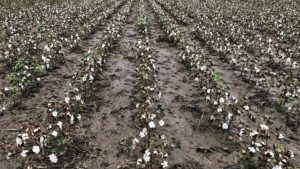 Cool Weather Problems for Texas Panhandle Cotton