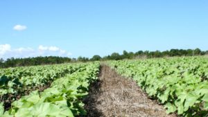 Conservation Grant to Fund GA Cover Crop Research