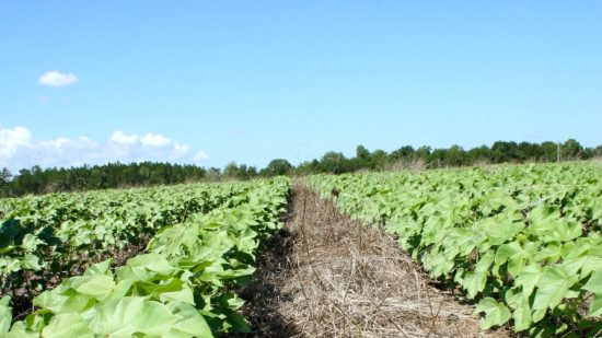 Nufarm Set to Market Goal 2XL and GoalTender Herbicides