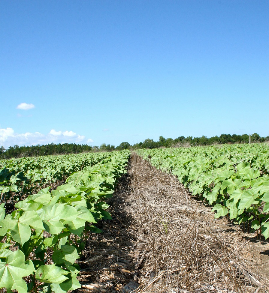 Conservation Tillage Can Pay Off in Georgia - Cotton Grower