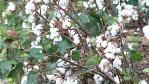 Georgia Extension Focusing on Rural Stress Awareness