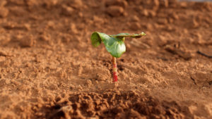 Spring Rains Have Growers Pondering Short-Season Cotton Tactics