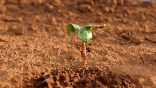 Prepping for Cotton Season #Plant21 