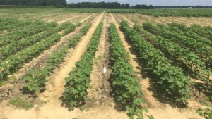 Cotton Variety Trial Data for 2019 Now Available from Several States