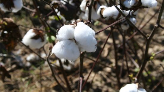 Will the TPP-11 Agreement Impact Cotton Trade?