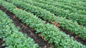 Better for Soybeans: Fall or Spring Applications?