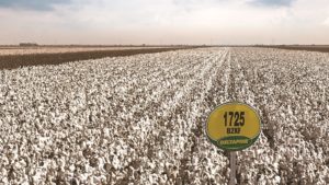 DP 1725 B2XF Delivers Strong Cotton