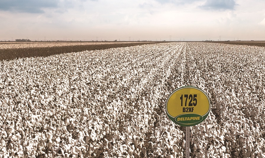 DP 1725 B2XF Delivers Strong Cotton Cotton Grower