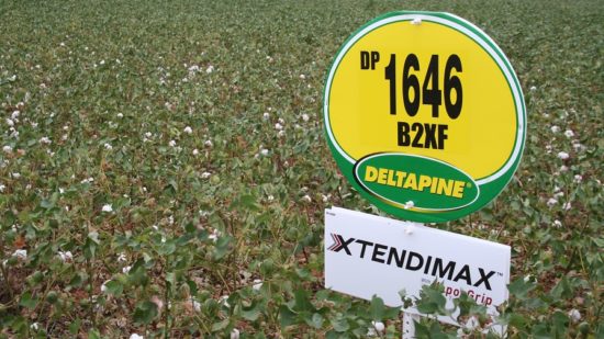 Deltapine Captures Largest Acreage Footprint in U.S. in 2017