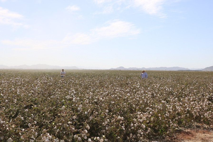 Cotton On Locations In California – IQFDW