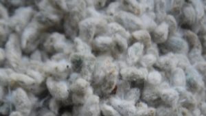 Ultra-low Gossypol Cottonseed Takes Next Step Toward Humanitarian Use
