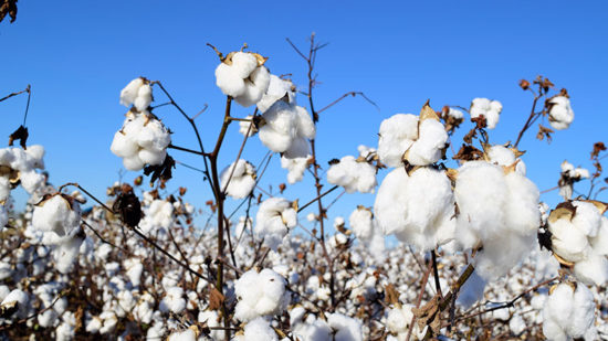 Brands and Retailers Can Now Join the U.S. Cotton Trust Protocol to Aid Confident Sourcing