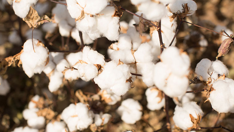 U.S. Cotton Trust Protocol Welcomes over 300 Members in Six Months - Trust  US Cotton Protocol