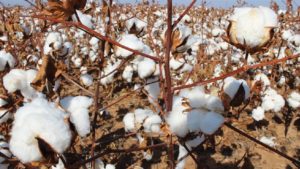 U.S. Cotton Trust Protocol Joins Sustainable Apparel Coalition