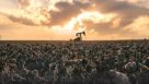 Milestone: U.S. Cotton Trust Protocol Enrolls One in Four Cotton Acres