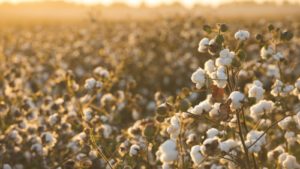 West Texas Cotton Belt Experienced Tough 2019