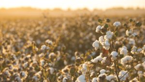USDA: 12.5 Million Total U.S. Cotton Acres Planted in 2022