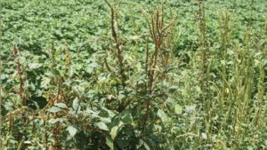 Possible Dicamba Resistant Pigweed Makes Herbicide Stewardship Critically Important