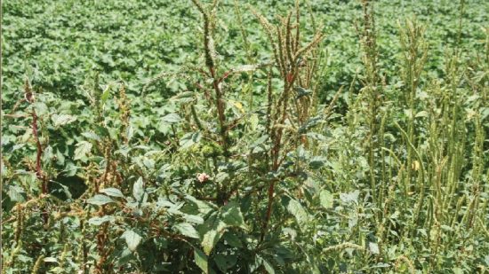 Nufarm Launches Longbow EC Herbicide and Harvest Aid