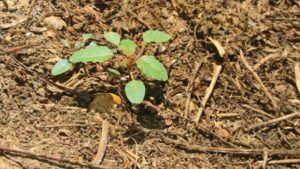 Steckel: Some New Thoughts on Burndown Strategy