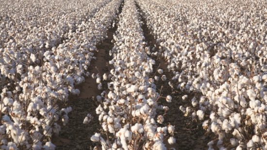 Cotton Proves Superior in Destabilizing Coronavirus