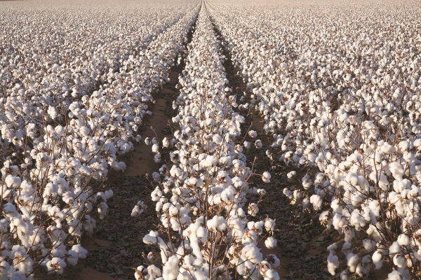 business plan cotton production