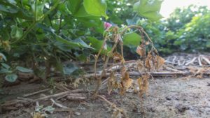 2018 Ushers in the Era of the Auxins