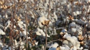 Cotton Makes a Comeback in U.S. Plains as Farmers Sour on Wheat