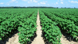 Soil Health Institute’s Cotton Webinar Series Now Online