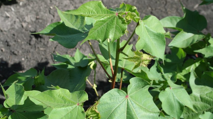 USDA Crop Progress: First Squaring Reported for 2023