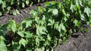 Assure II Herbicide Available to Control Volunteer Corn and Grasses