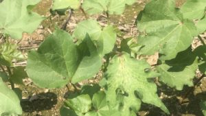 How to Evaluate and Manage Herbicide Injured Cotton