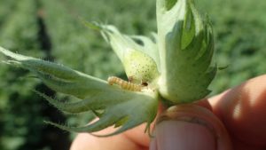 Don’t Let Growing Bollworm Populations Be a Budget Buster
