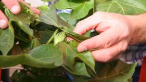 Multiple Pests Complicating NC Bollworm Management