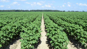 Cotton Market Rebuilding After China’s Tantrum