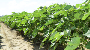 Americot Adds Two New NexGen Varieties for 2020