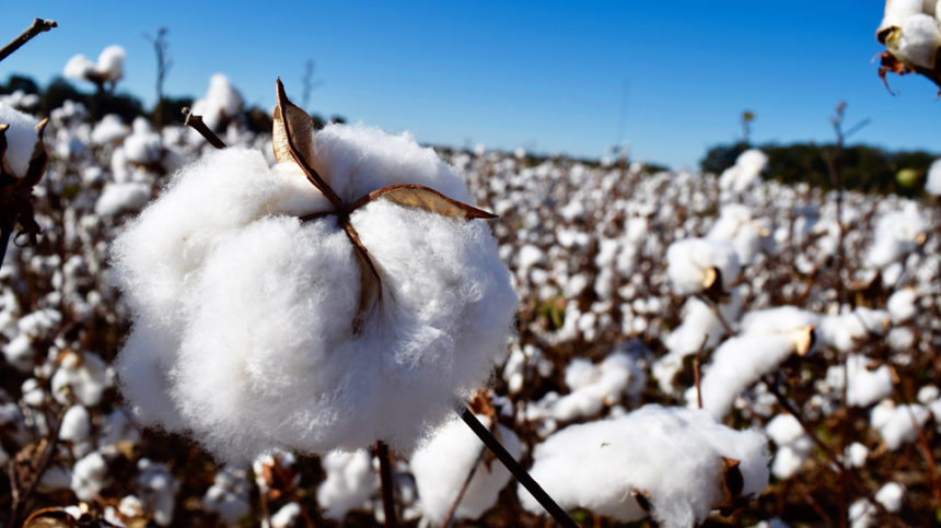 Gap Inc. Joins U.S. Cotton Trust Protocol