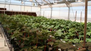 Georgia Plant Breeders Awarded Grants for Cotton and Peanut Studies