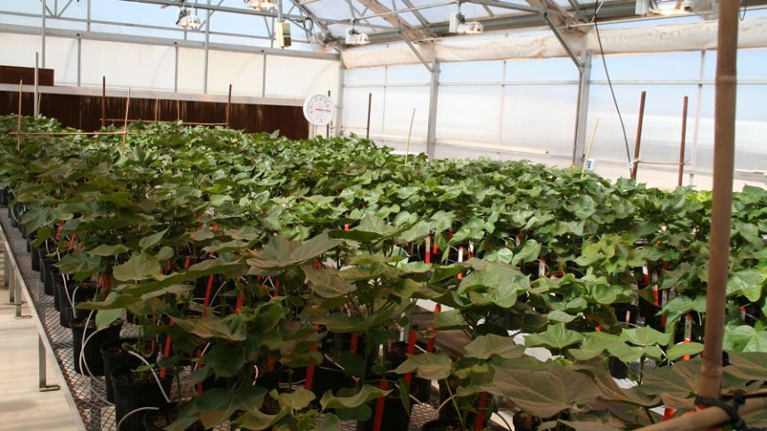 Georgia Plant Breeders Awarded Grants for Cotton and Peanut Studies