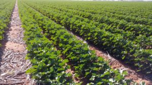 Good Week for Cotton Prices, But Bears Maintain Control