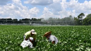 Training the “Tradition and Art” of Insect Scouting