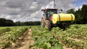 Clemson Researcher Studying In-Field Variability on Cotton Yields and Quality