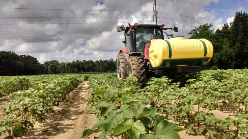 Clemson Researcher Studying In-Field Variability on Cotton Yields and Quality