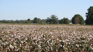 New Mid-South Defoliation Guide Available Online