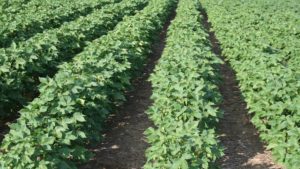 Despite Some Planting Issues, AR Cotton Outlook is Bright