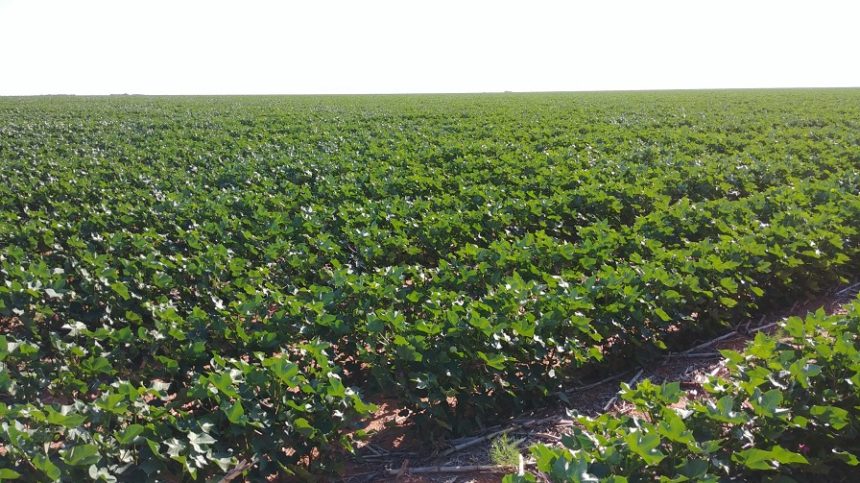 Texas Cotton Growers Adjusting to Court Ruling on Dicamba